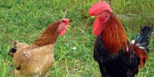 Cách Ghép Gà Trống Mái Để Đạt Năng Suất Cao Tại Jun88 9 Cách ghép gà trống mái