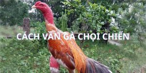 Cách Vần Gà Chọi Chiến - Bí Quyết Đỉnh Cao Từ Jun88 10 Cách vần gà chọi chiến