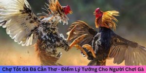 Chợ Tốt Gà Đá Cần Thơ - Điểm Lý Tưởng Cho Người Chơi Gà 6 chợ tốt gà đá Cần Thơ
