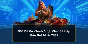 DIG Đá Gà - Sảnh Cược Chọi Gà Hấp Dẫn Hot Nhất 2024 4 DIG đá gà