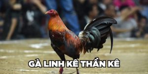 Cùng Jun88 Nhận Diện Gà Linh Kê Thần Kê Cực Hiếm Hiện Nay 7 Gà linh kê thần kê
