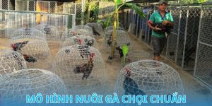 Jun88 Bật Mí Mô Hình Nuôi Gà Chọi Hái Ra Tiền 2024 8 mô hình nuôi gà chọi