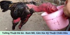 Tường Thuật Đá Gà - Đam Mê, Cảm Xúc Kỹ Thuật Chiến Đấu 5 tường thuật đá gà