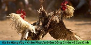 Gà Ba Hàng Vảy - Khám Phá Ưu Điểm Dòng Chiến Kê Cực Đỉnh 1 Gà Ba Hàng Vảy